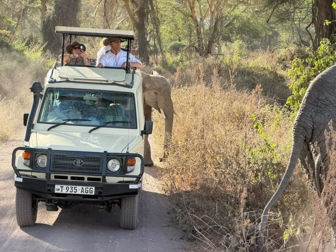 Ngorongoro-Krater – An elephant walking right beside our Land Cruiser in the crater forest