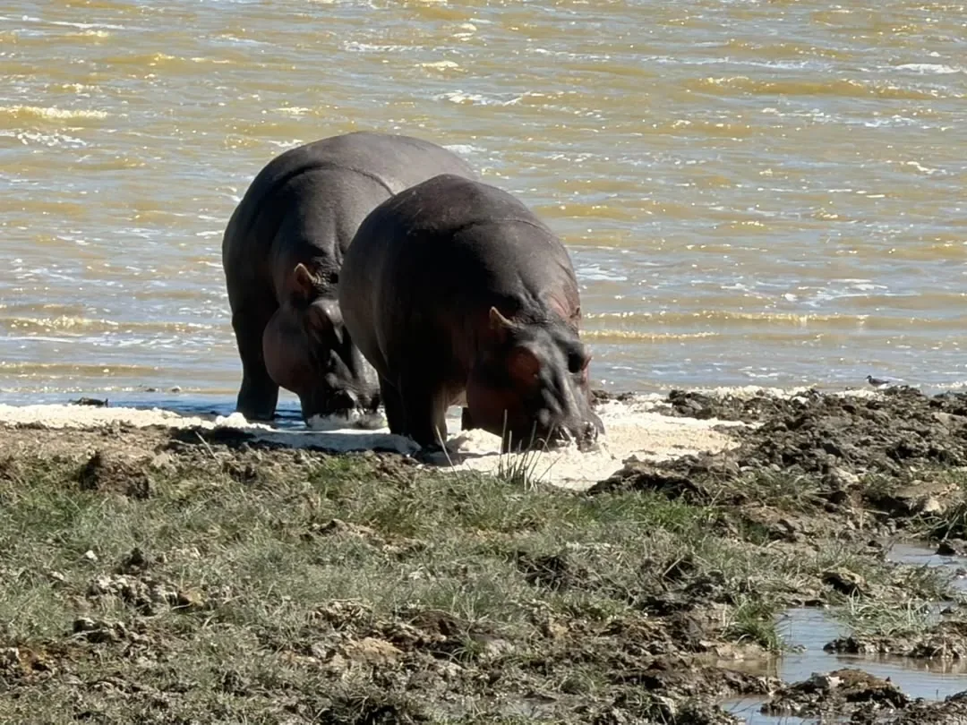 Ngorongoro-Krater – Two hippos grazing on the shore of the crater lake