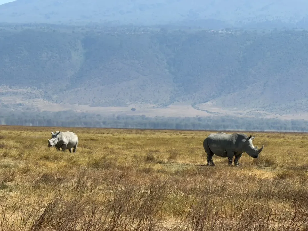 Ngorongoro-Krater – Two rhinos grazing below the steep crater wall
