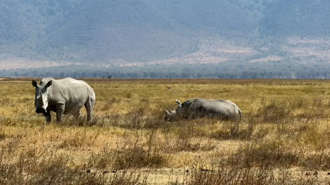 Ngorongoro-Krater – A rhino standing over its resting companion