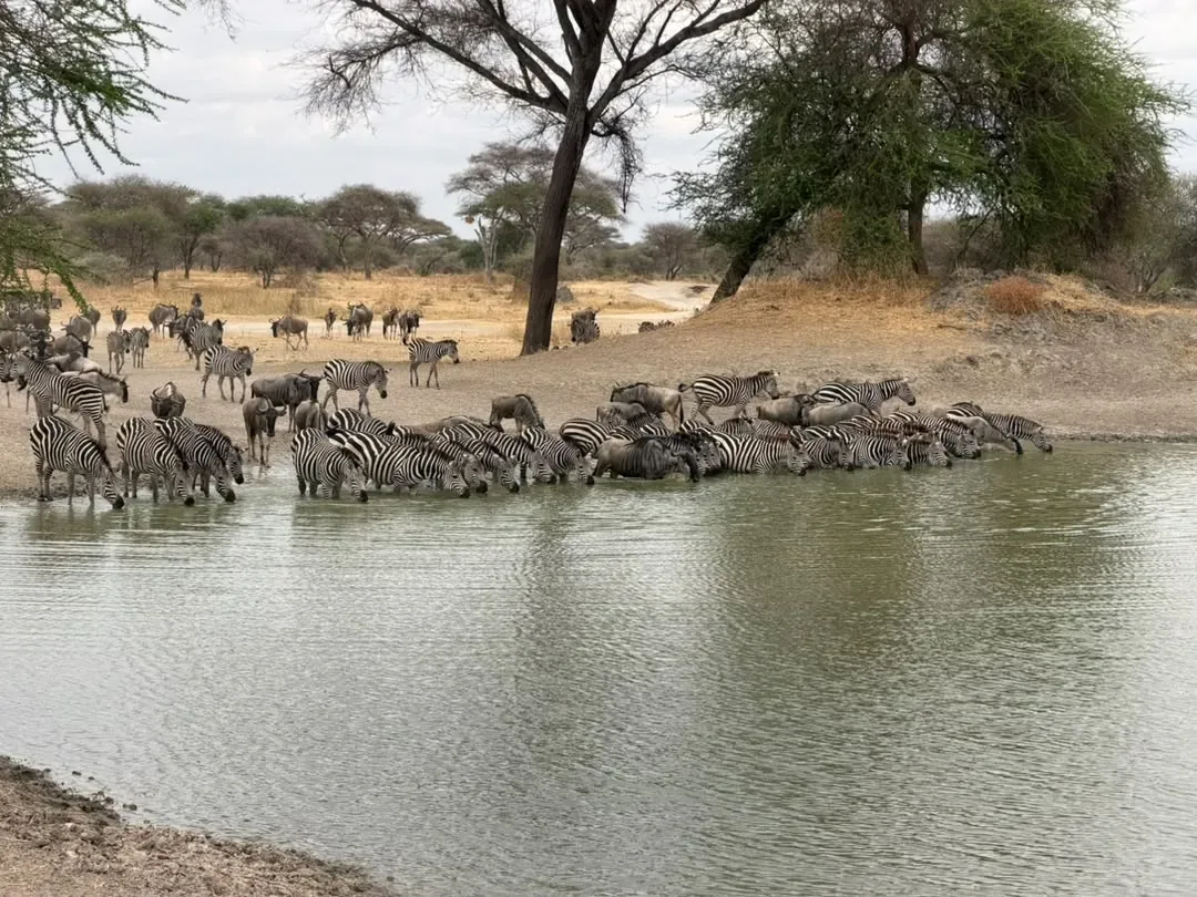 Tarangire-Nationalpark – Zebras and wildebeest crowding the edge of a Tarangire waterhole