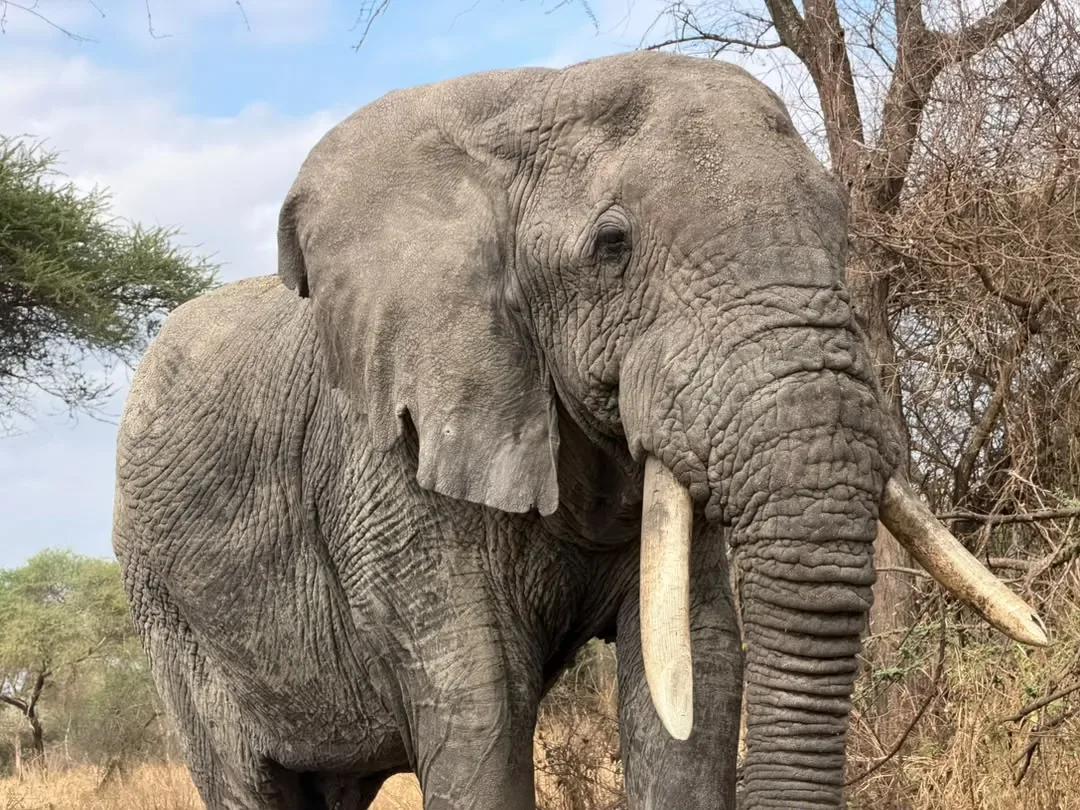 Tarangire-Nationalpark – A close-up of an elephant bull with long tusks
