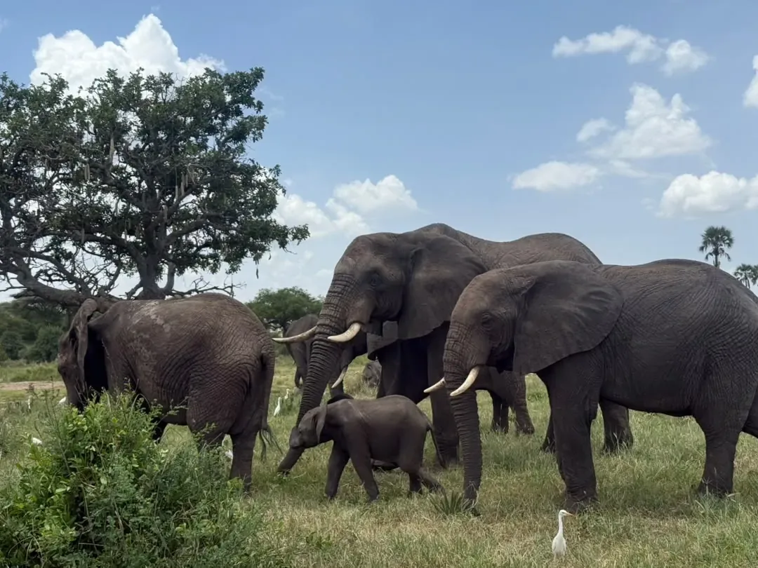 Tarangire-Nationalpark – An elephant family with a small calf and cattle egrets