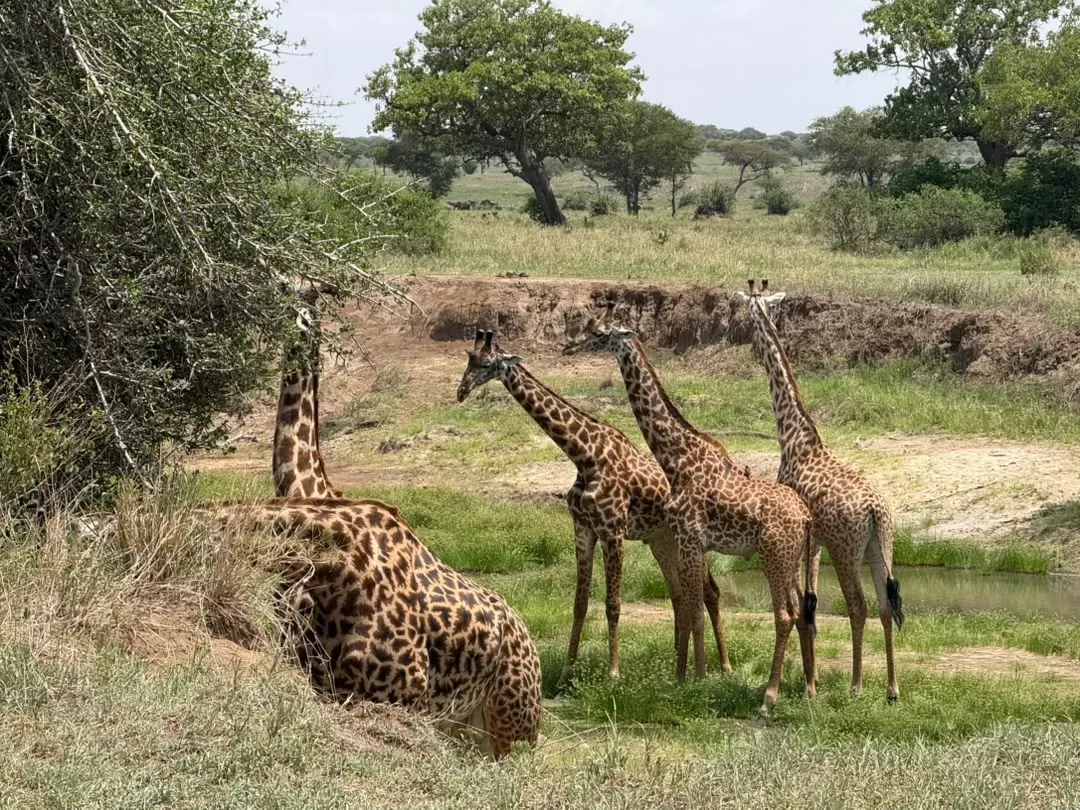 Tarangire-Nationalpark – Giraffes by the Tarangire riverbank