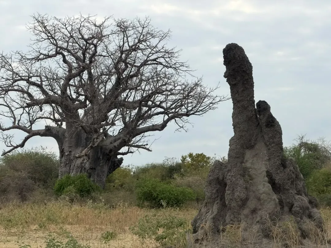 Tarangire-Nationalpark – A baobab tree beside a tall termite mound