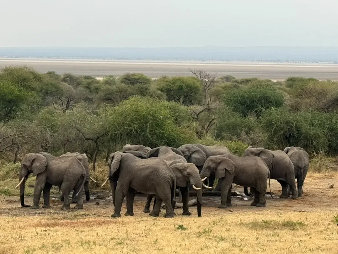 Tarangire-Nationalpark – An elephant herd gathered in the bush with the lake beyond