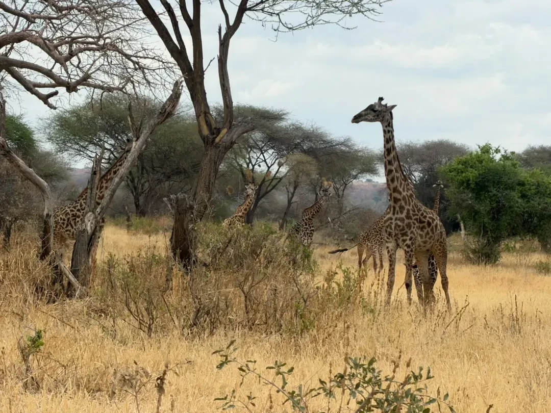 Tarangire-Nationalpark – Giraffes among the acacia trees