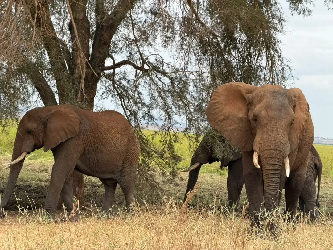 Tarangire-Nationalpark – Elephants feeding under an acacia tree