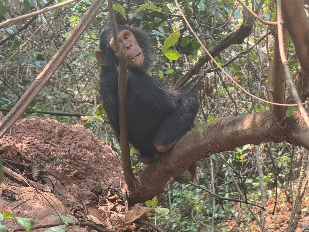 Gombe-Stream-Nationalpark – A young chimpanzee sitting in a tree in Gombe Stream forest