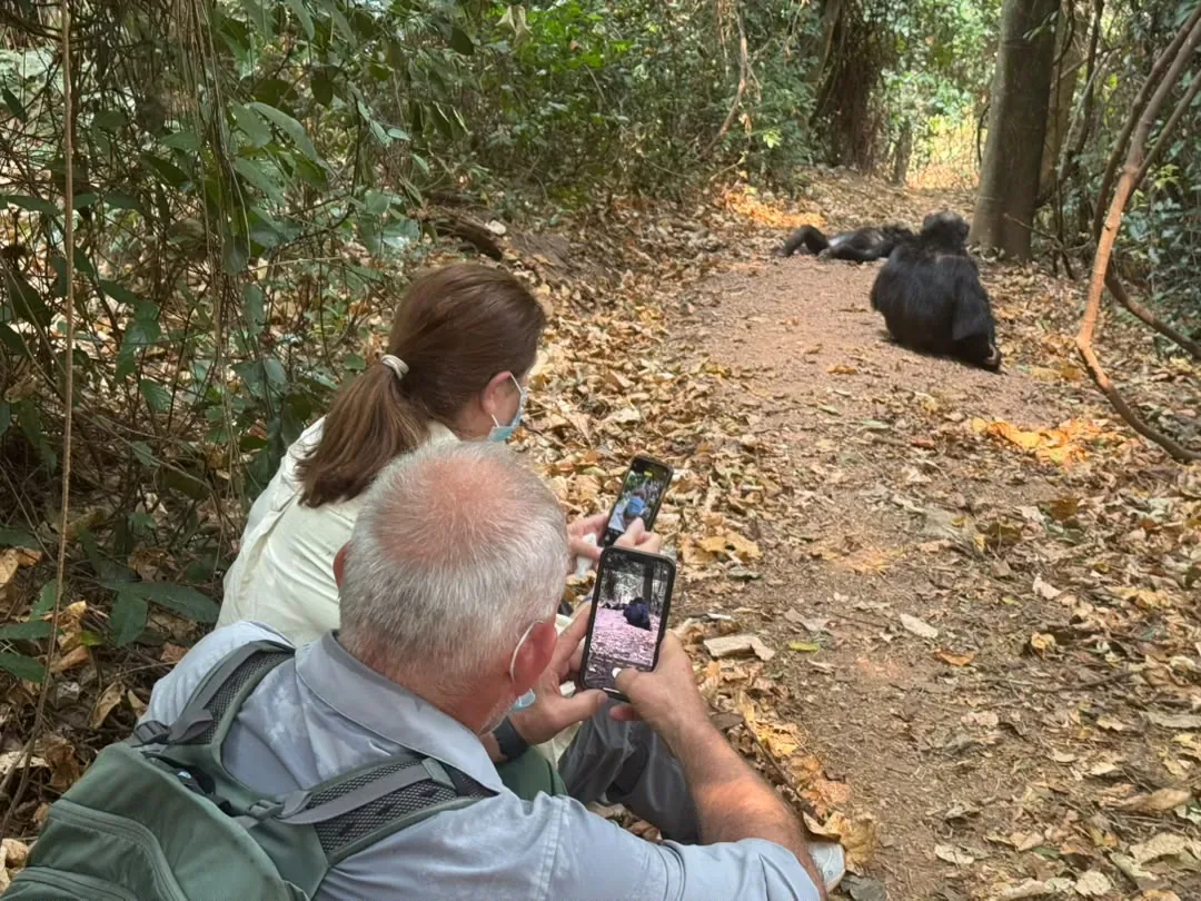 Gombe-Stream-Nationalpark – Guests sitting quietly on the forest trail as chimpanzees rest ahead