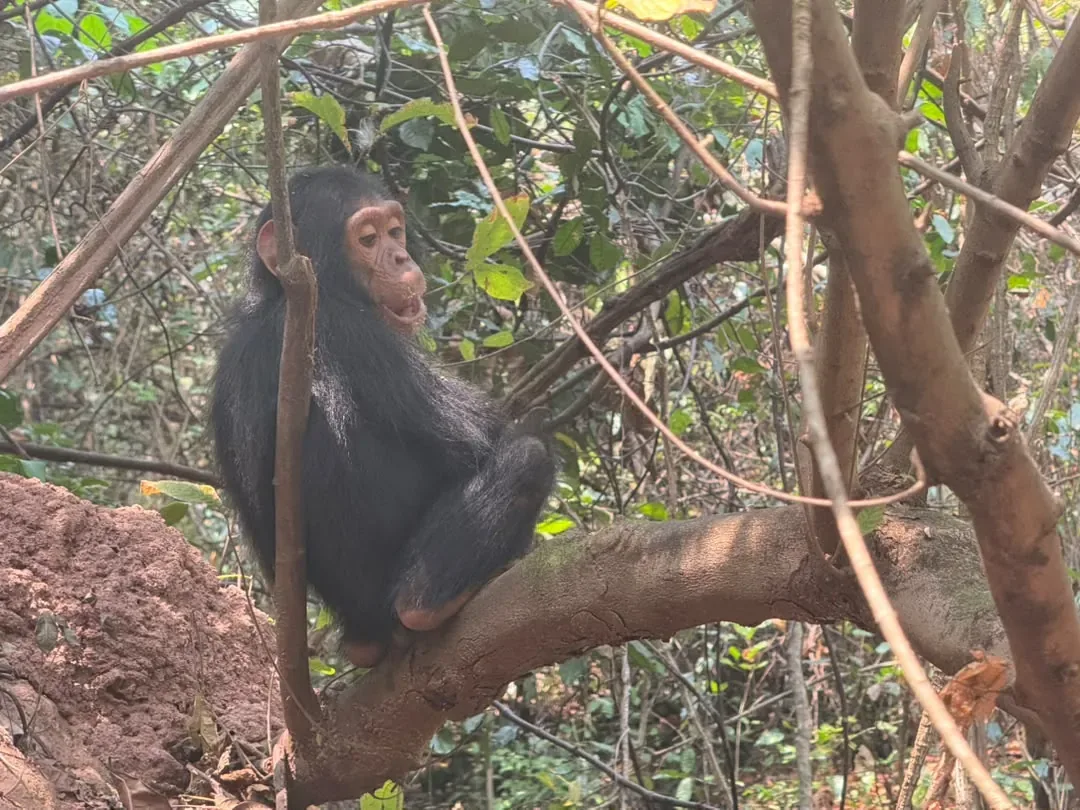Gombe-Stream-Nationalpark – A young chimpanzee perched on a branch looking out