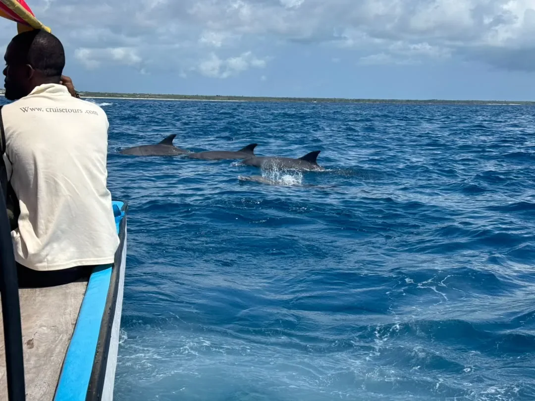 Sansibar – Dolphins swimming beside the boat off the Zanzibar coast