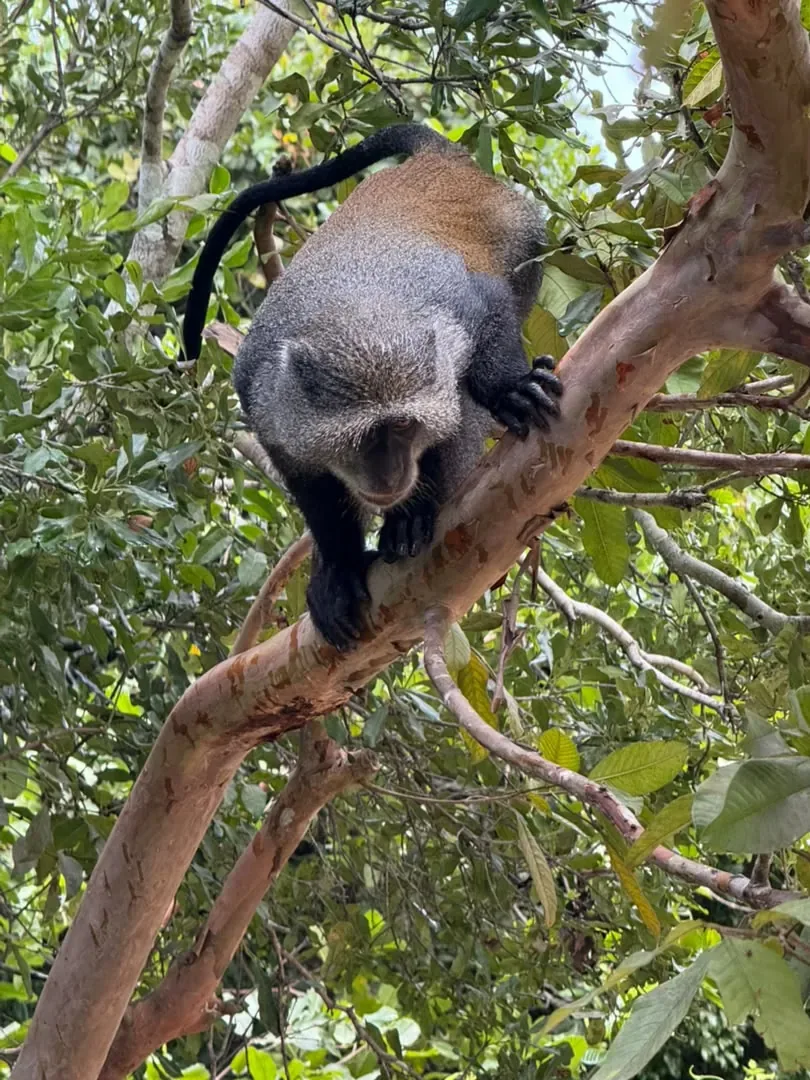 Sansibar – A Sykes' monkey sitting in a tree on Zanzibar
