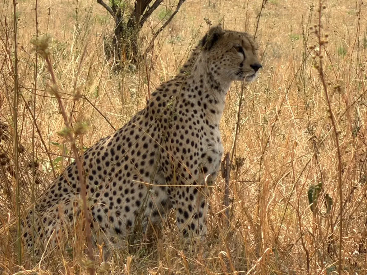 Serengeti-Nationalpark – A cheetah sitting up in the long golden grass