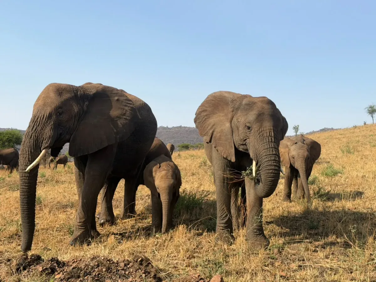 Serengeti-Nationalpark – An elephant family with a calf on the Serengeti plains