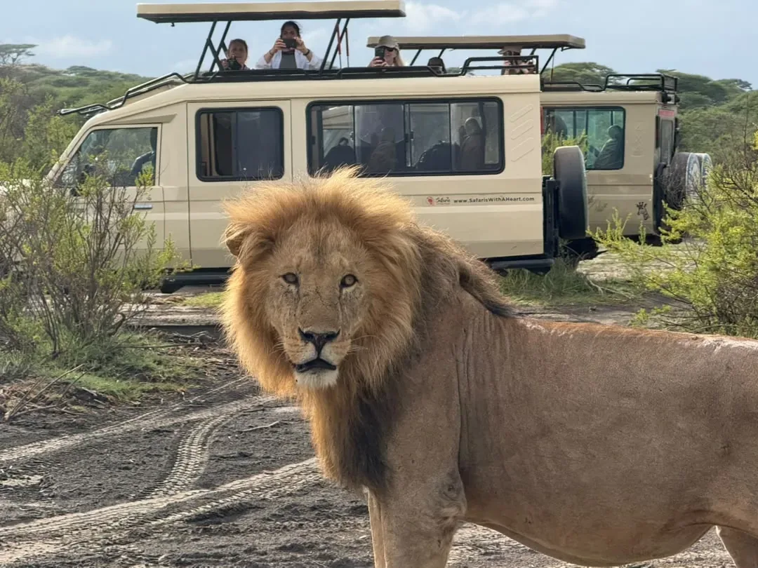 Serengeti-Nationalpark – A male lion standing beside our safari vehicles as guests watch