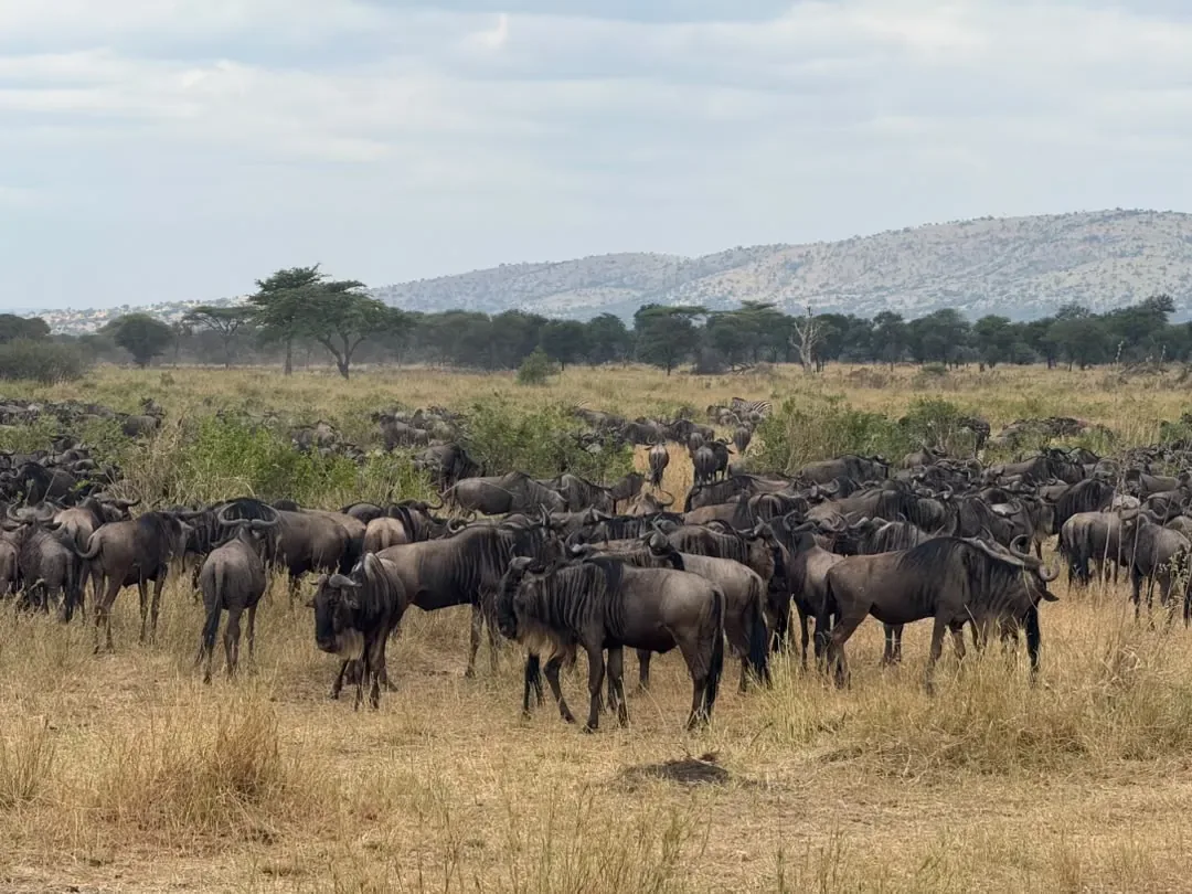 Serengeti-Nationalpark – A wildebeest herd grazing in the Serengeti's Western Corridor