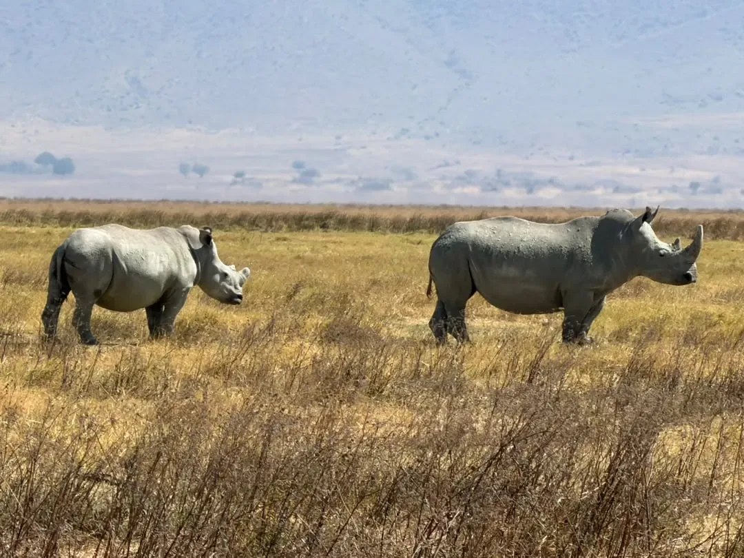 Ngorongoro-Krater und Tarangire-Nationalpark – 7 Tage – Two rhinos on the Ngorongoro Crater floor below the crater wall
