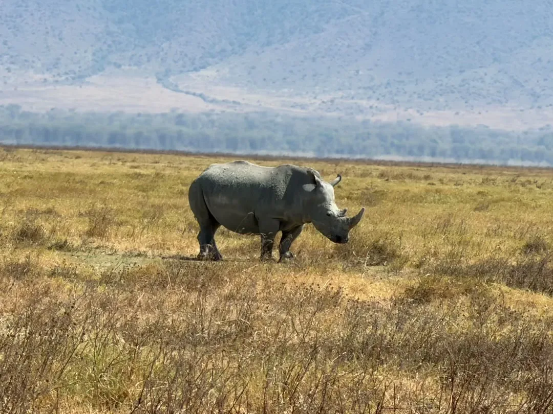 Ngorongoro-Krater und Tarangire-Nationalpark – 7 Tage – A rhino walking across the grassland of the Ngorongoro Crater