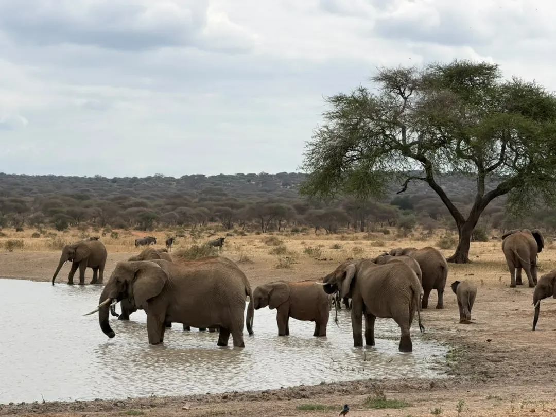 Ngorongoro-Krater und Tarangire-Nationalpark – 7 Tage – An elephant herd drinking at a waterhole in Tarangire National Park