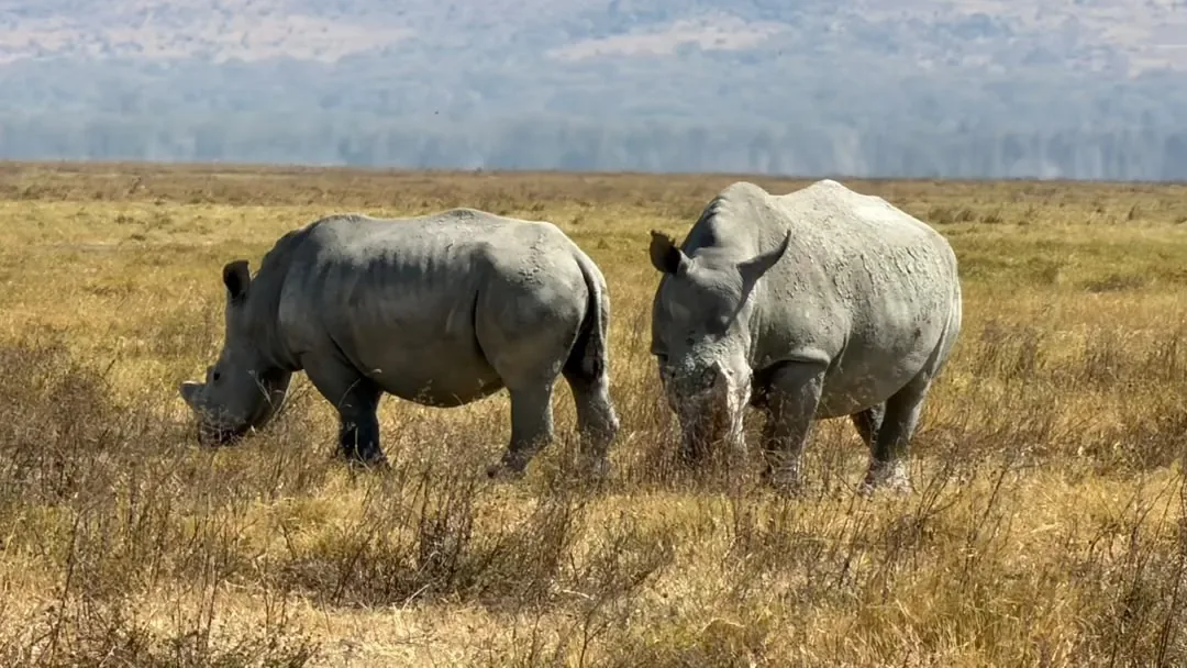 Ngorongoro-Krater, Lake-Manyara- und Tarangire-Nationalpark – 8 Tage – Two rhinos side by side in the golden crater grass