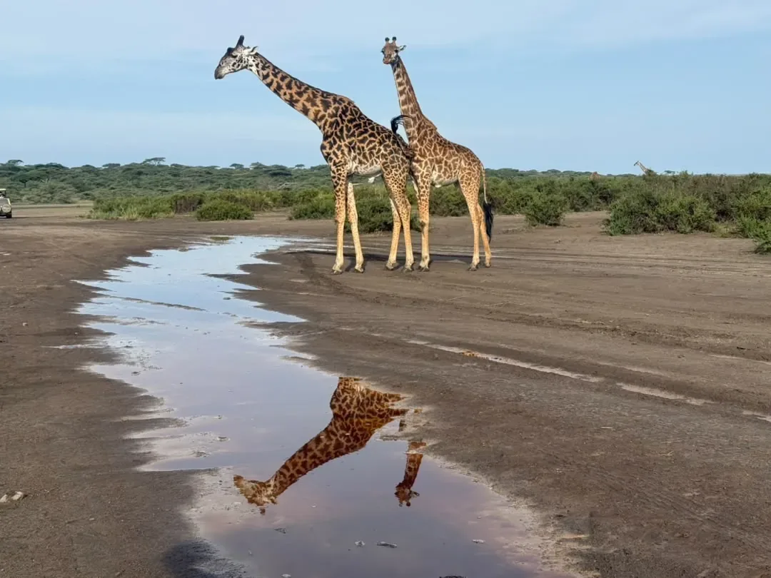 Southern Serengeti, Ngorongoro Crater and Lake Manyara – 8 Days – Two giraffes reflected in a rain puddle on the Ndutu track