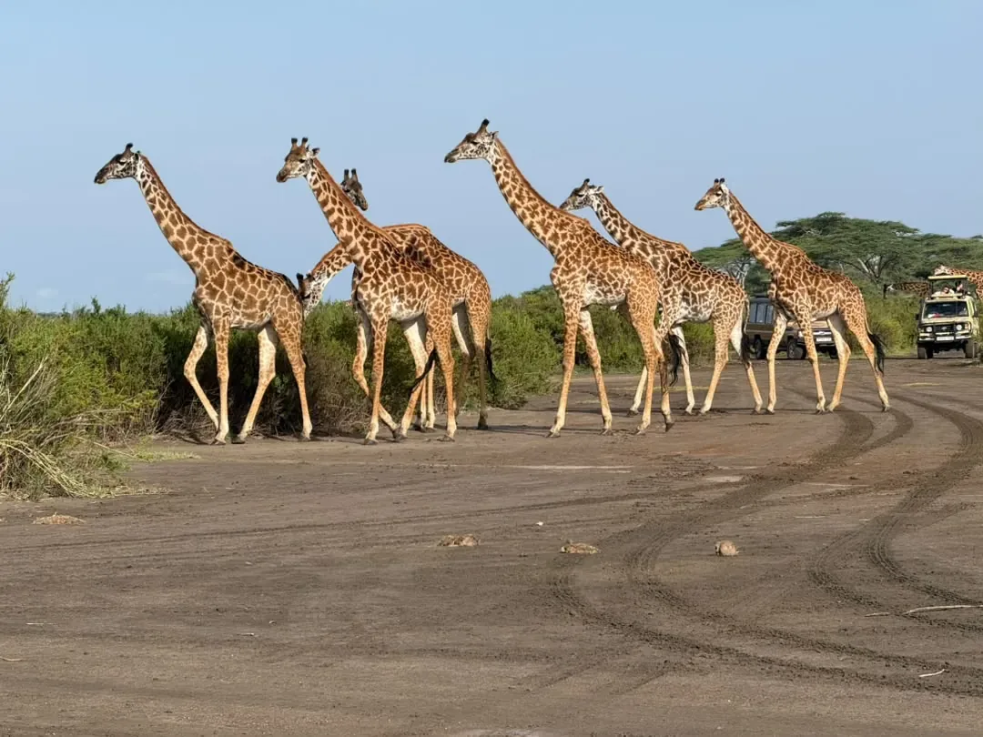 Sur del Serengeti, cráter del Ngorongoro, lago Manyara y Tarangire – 10 días – A herd of giraffes crossing the track in the southern Serengeti