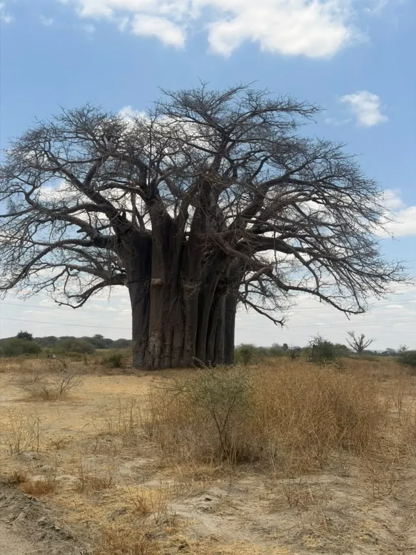 Sur del Serengeti, cráter del Ngorongoro, lago Manyara y Tarangire – 10 días – A giant baobab tree in Tarangire National Park