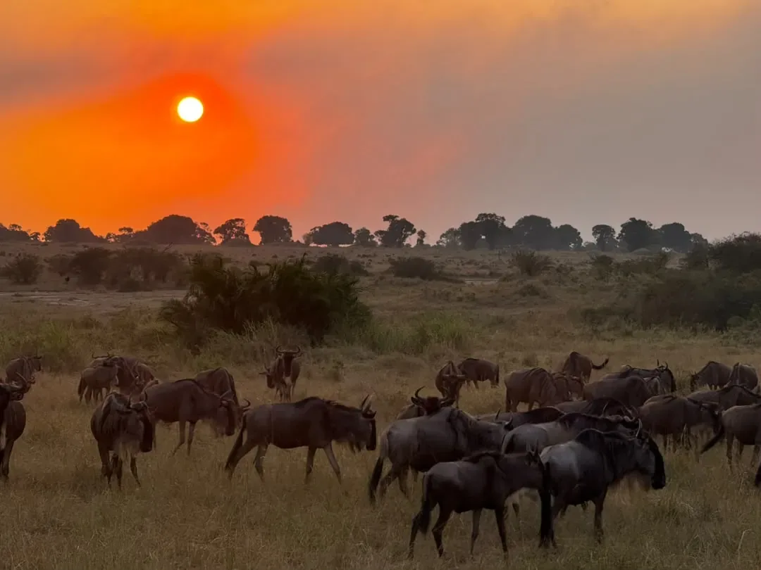Northern Serengeti, Ngorongoro Crater and Tarangire – 9 Days – Wildebeest grazing beneath a red sun at dusk