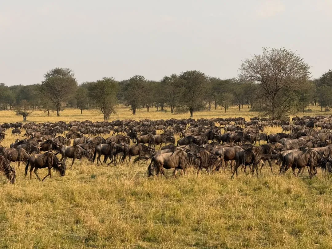 Nord du Serengeti, centre du Serengeti et cratère du Ngorongoro – 9 jours – A vast wildebeest herd grazing across the Serengeti plains