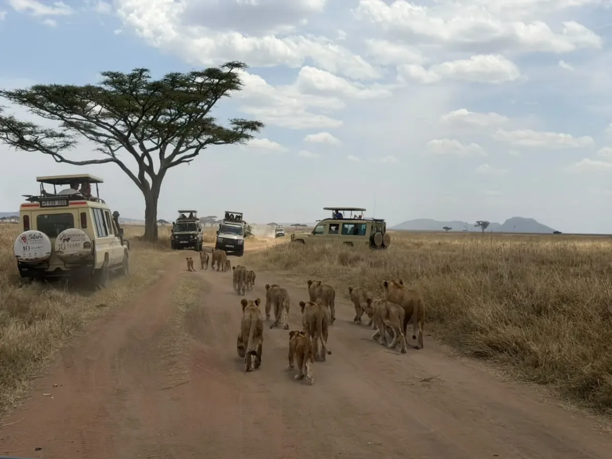 Nord du Serengeti, centre du Serengeti et cratère du Ngorongoro – 9 jours – A pride of lions walking down the track past safari vehicles in the central Serengeti