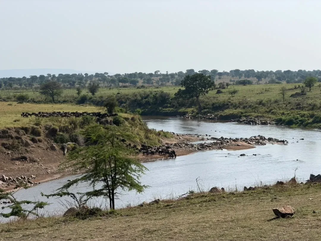 Wildebeest gathering on the bank of the Mara River before a crossing