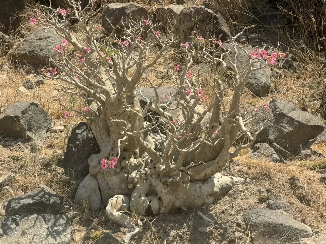 Lake Natron – A desert rose in pink bloom among the volcanic rocks