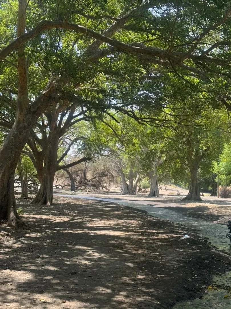 Large trees shading a stream near Lake Natron