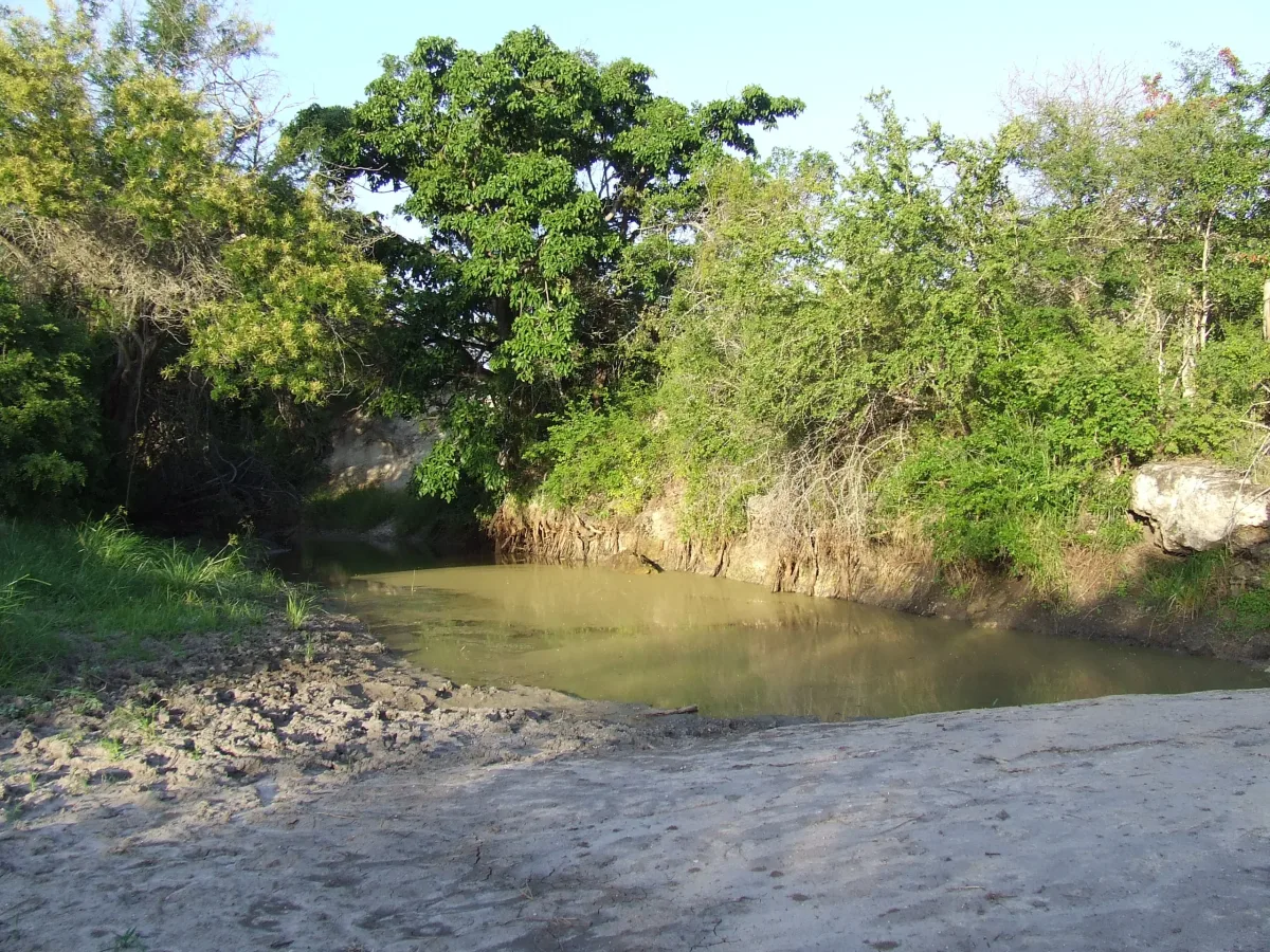 Charca rodeada de matorral verde en el Parque Nacional de Mkomazi