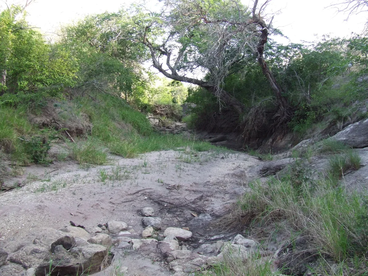 Río de arena seco bordeado de acacias en Mkomazi