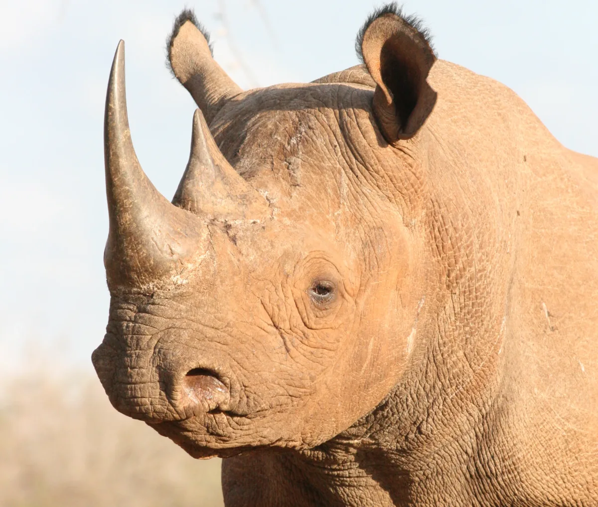 Black rhino in Mkomazi National Park, with its two horns and hooked upper lip