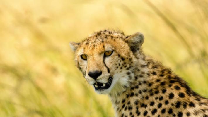 Serengeti Wildebeest Migration Luxury Safari