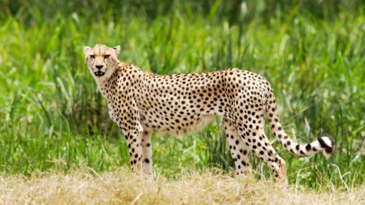 Serengeti Wildebeest Migration Luxury Safari