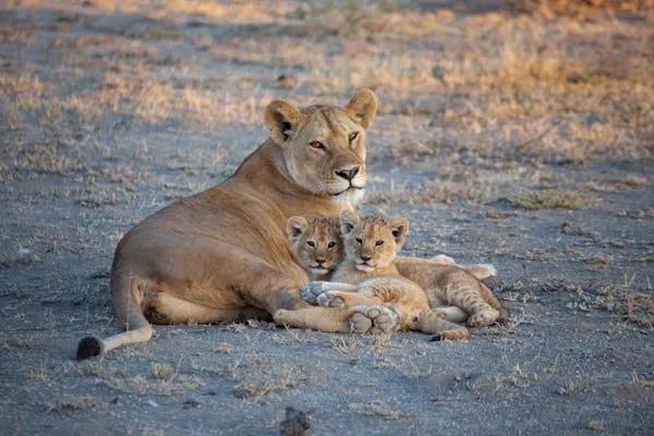 Serengeti Wildebeest Migration Luxury Safari