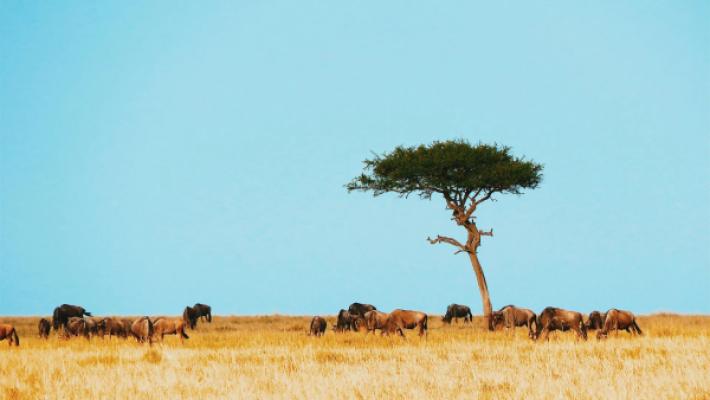 Serengeti Wildebeest Migration Luxury Safari