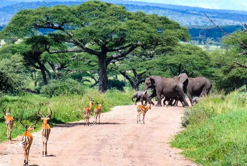 Tarangire National Park