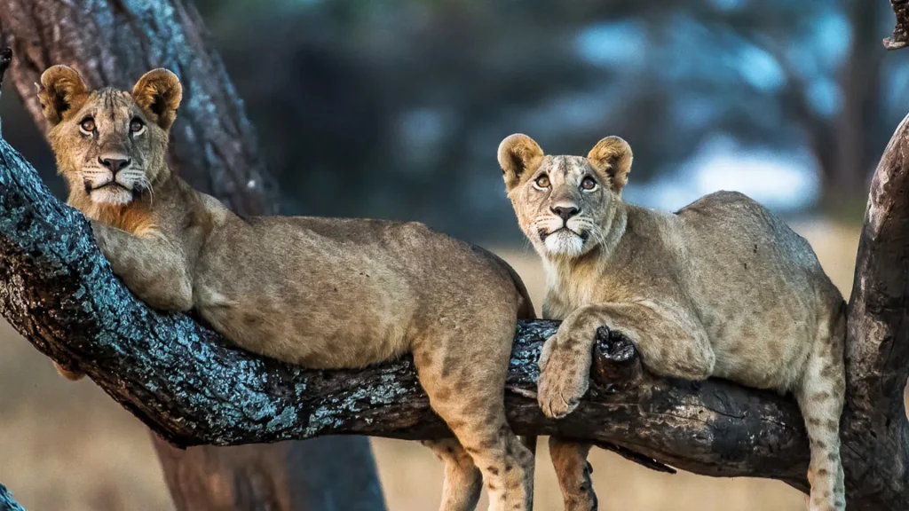 Manyara National Park Day Trip