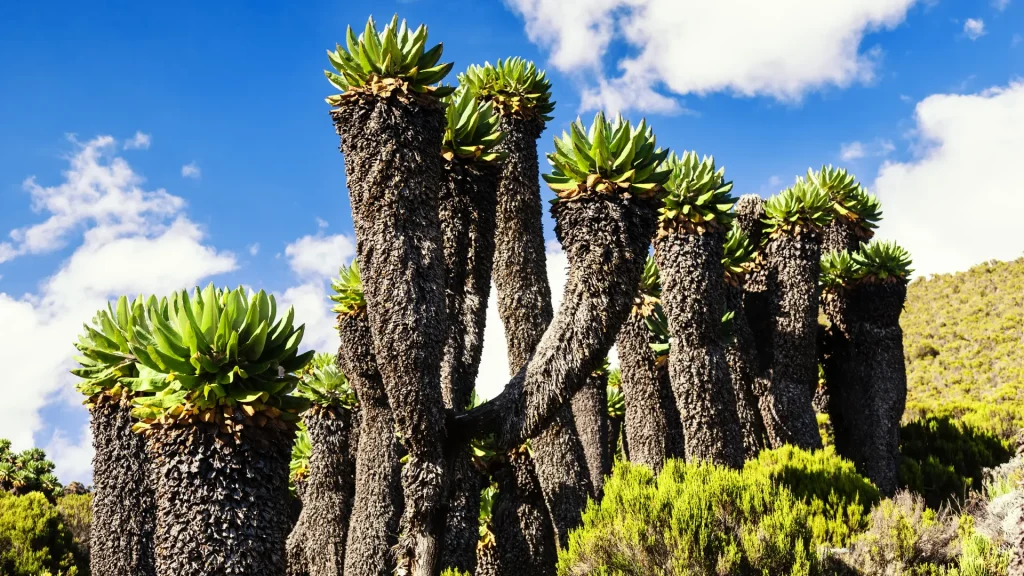 6 Days Umbwe Route Mount Kilimanjaro