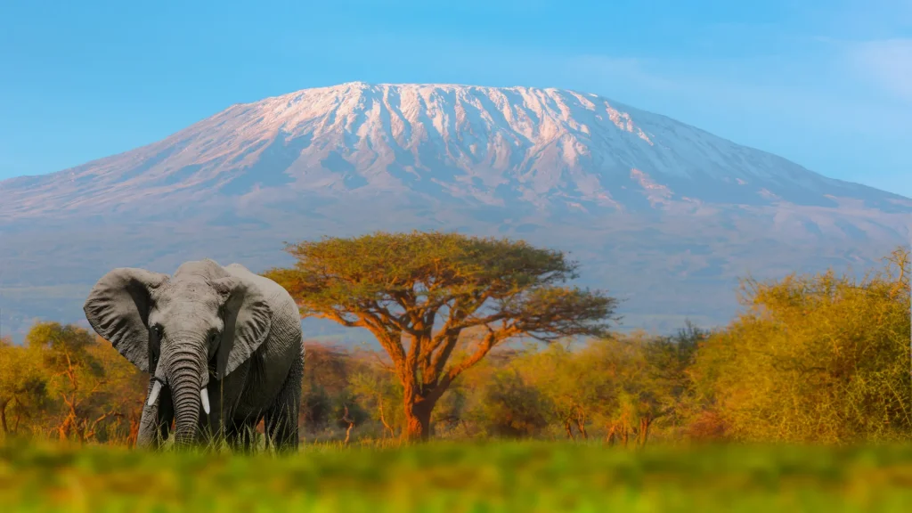 Mount Kilimanjaro – Lemosho Route 8 Day