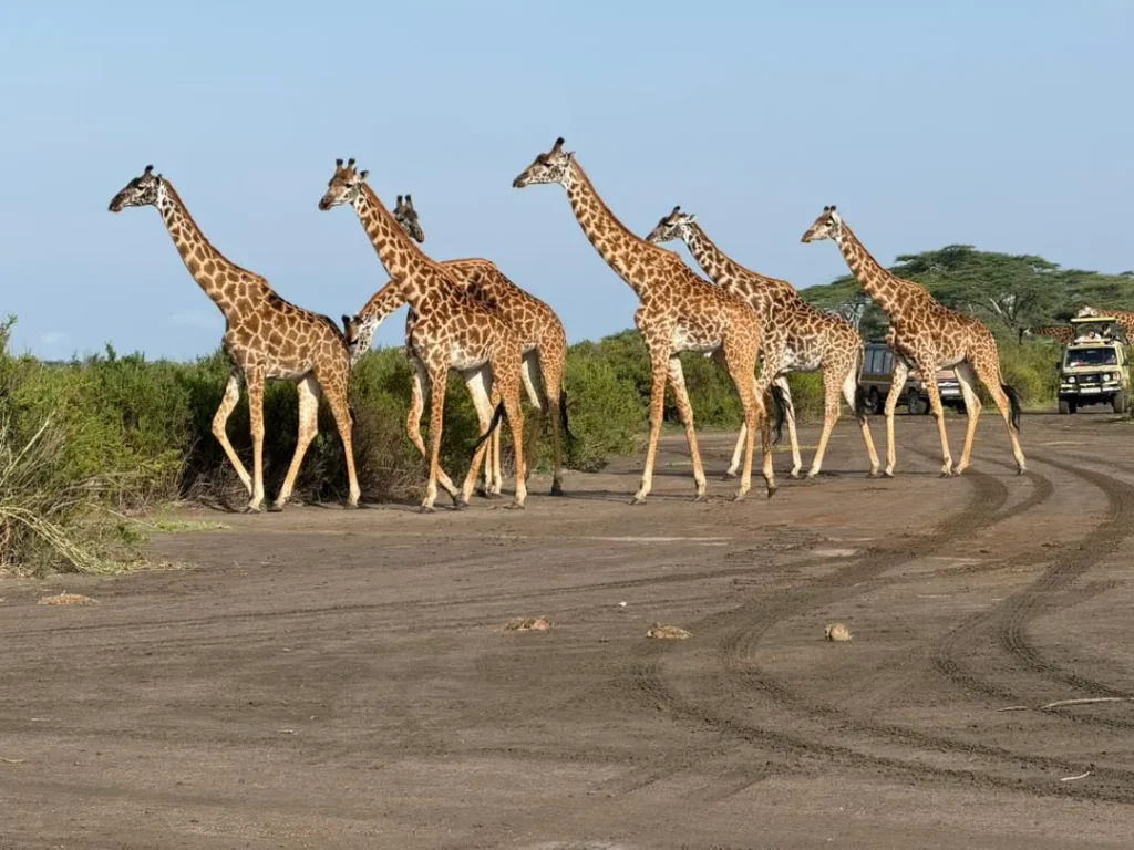 6 Days Classic Serengeti & Ngorongoro Safari