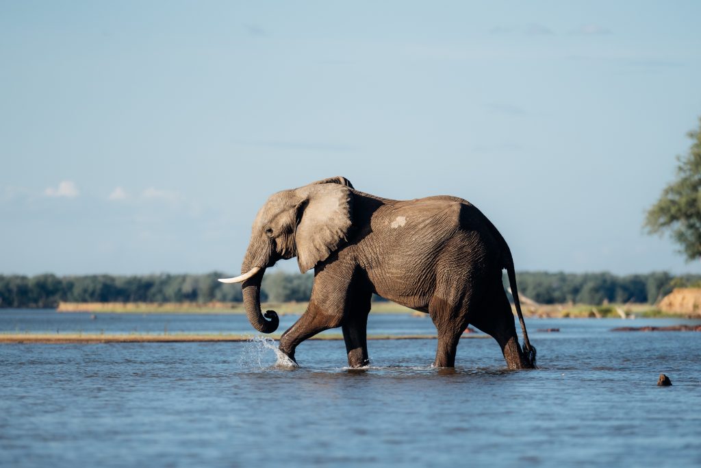 Mana Pools National Park