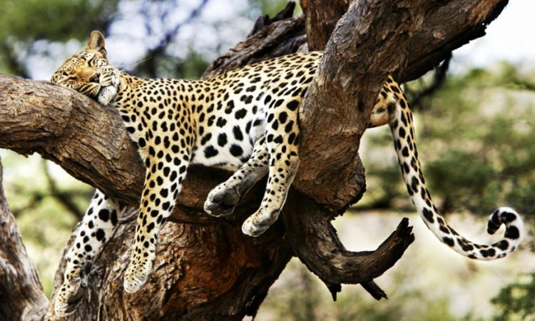 Tsavo National Parks