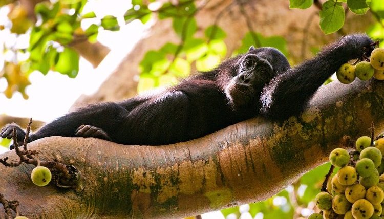 Kibale National Park
