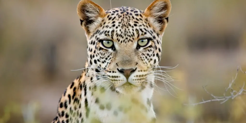 Kruger National Park